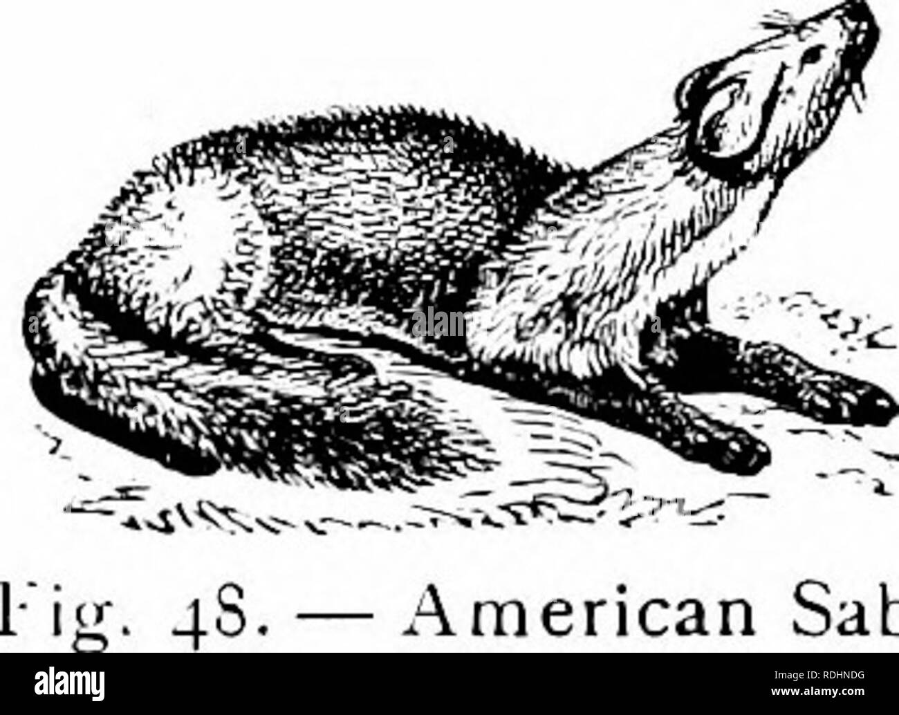 Natural history of animals;. Zoology. ."American Sable a brownish-yellow color, and is celebrated for its beau- tiful and valuable fur, which is generally called the Hudson Bay sable. The fur known Natural history of animals;. Zoology. ."American Sable a brownish-yellow color, and is celebrated for its beau- tiful and valuable fur, which is generally called the Hudson Bay sable. The fur known
