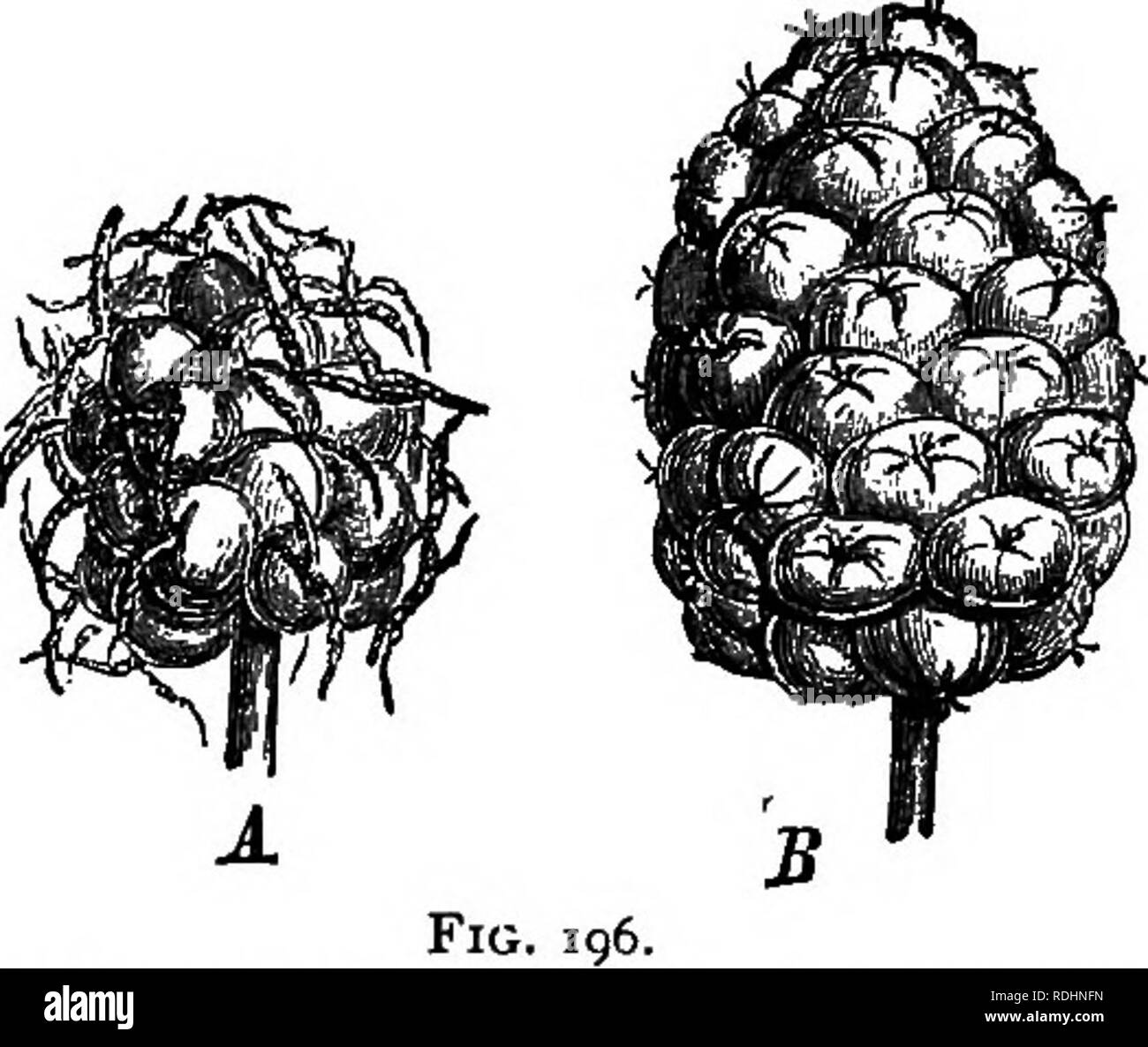 . Outlines of plant life : with special reference to form and function . Botany. Fig. 195. Fig. 105.—Vertical section of a flower of raspberry {Rubus tcieeus), showing numerous pistils which form the caplike fruit over the enlarged torus; stamens, corolla, and calyx all united at base. Magnified about 2 diam.—After Kemer. Fig. 196.—A, pistillate flower cluster of white mulberry; Bj multiple fruit from same. Natural size.—After Baillon. 311. Distributive arrangements.—The young of all plants must be so scattered as to prevent them from coming into sharp competition with the parents. In seed pla Stock Photo