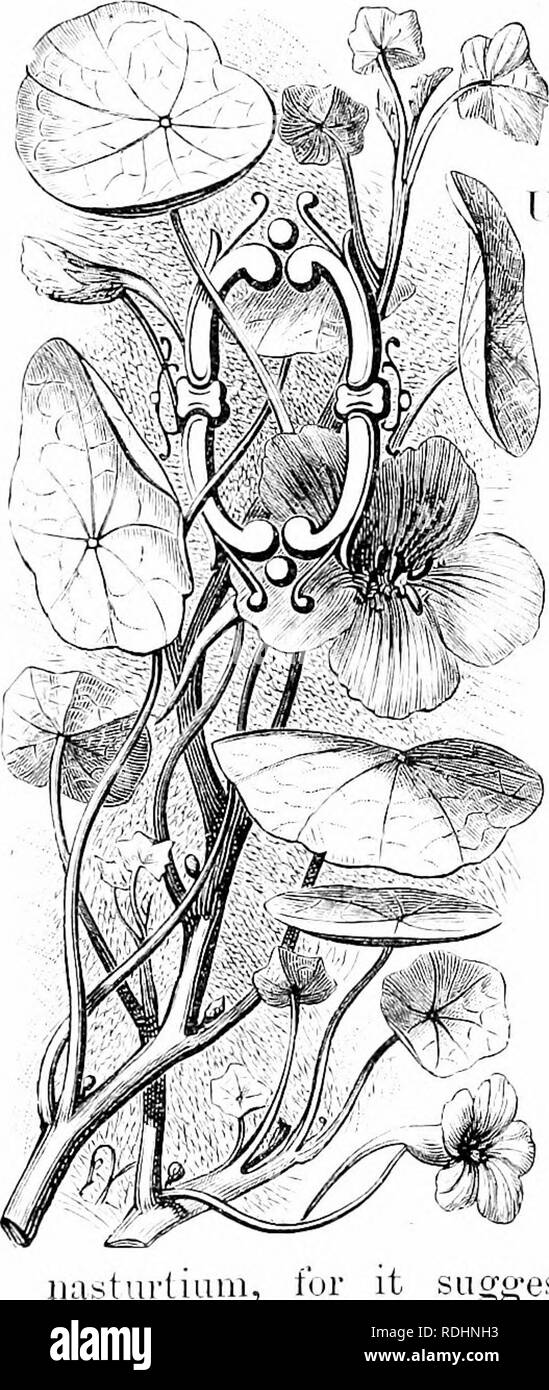 . Familiar garden flowers . Flowers; Plants, Ornamental; Floriculture. tui-luun THE INDIAN CEESS, TrajKCitliiii! iiKijH^ and T. niiims. 11 g'ai'den uastiirtiuni is not the nasturtium of the botanist, for the true nasturtium is the water-eress. It is, periiaps, hardly necessary for me to ex- ])lain hei-e how tlie fnijjwnlniii came to lie called a nasturtium, udt being one, fur anybody who will eat a leaf or flower of the IrojjiL'd/inii will in a moment understand the reason of it. It has the fresh pungent flavour of a cress, and is at the same (ime perfectly wholesome. Thus, in days gone by it  Stock Photo