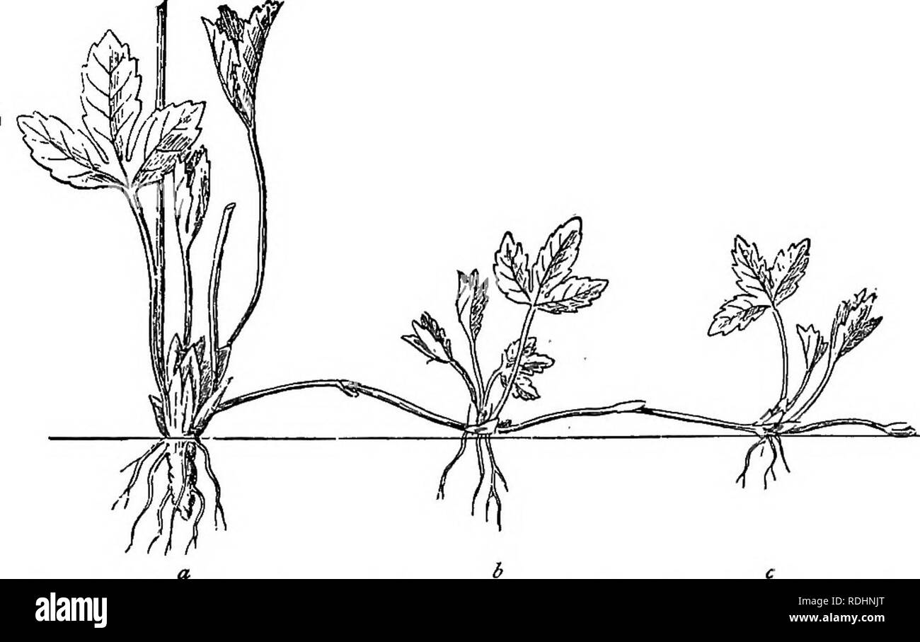 . Outlines of plant life : with special reference to form and function . Botany. VEGETATIVE REPRODUCTION. 215 at intervals, so that they easily break there. When broken off by an accident, the piece rolls away, takes root from the under side, and sends up shoots from the upper. Advantage is taken of this power of several parts to form adventitious roots and shoots in the artificial propagation of. Fig. 183.—Formation of runners in the strawberry, a, the mother plant; b, young plant formed at tip of first runner ; c, plantlet at tip of second ; a third has put out from c. Slightly reduced.—Afte Stock Photo