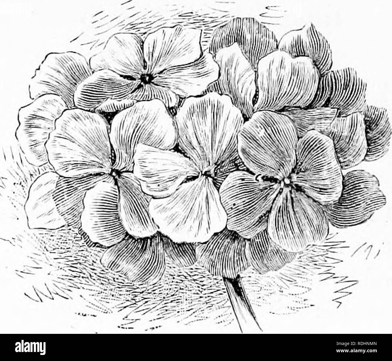 Familiar Garden Flowers Flowers Plants Ornamental Floriculture 92 Familias Gjiides Flnwess One Way Of So Doidg Will Be To Raise A Stock Of Young Plants Every Year And As They