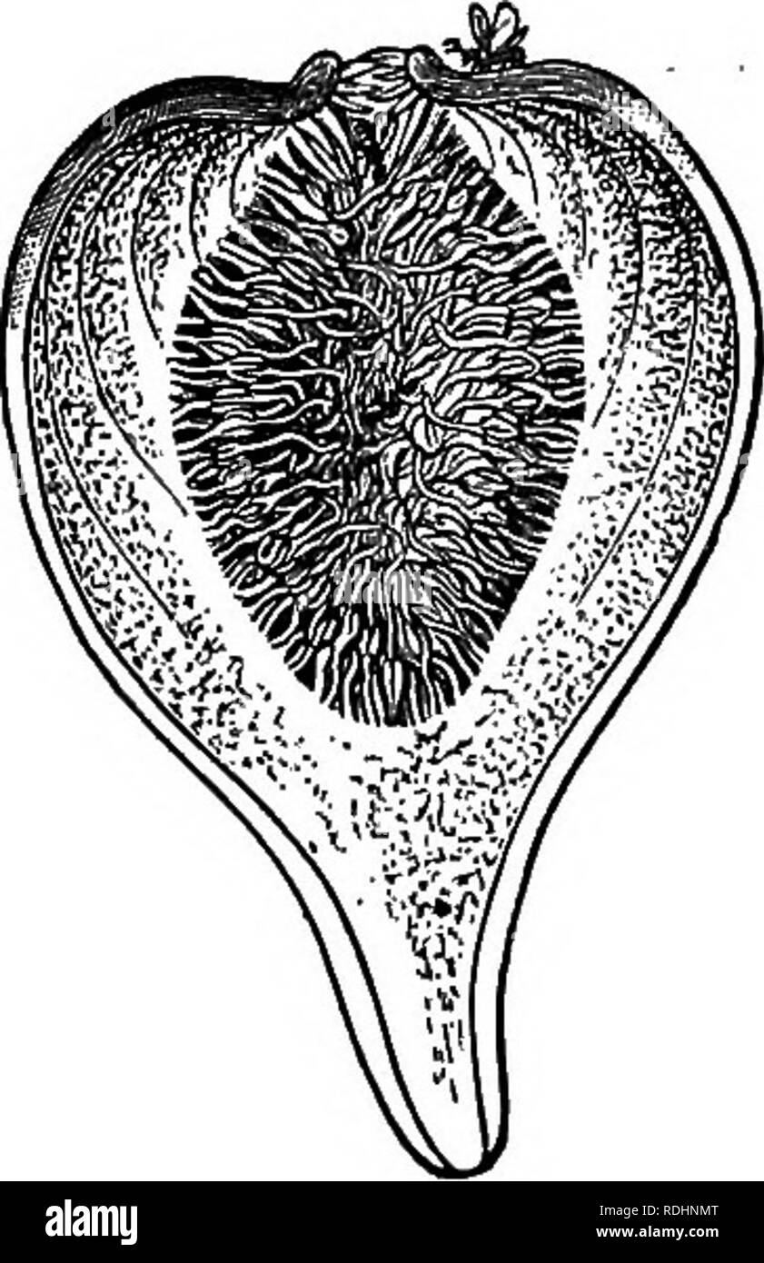 . Outlines of plant life : with special reference to form and function . Botany. FiG. 175. Fig. 176. Fig. 175.—Flower of sweetbrier rose, halved ; showing um-shaped torus. Compare fig, go. Natural size.—After Bessey. ¥G. 176.—The inflorescence of a fig, halved lengthwise; showing common torus on whose interior surface many flowers are formed. Two fig wasps are near the opening of the flower chamber, one outside, while the other has just crawled in among the flowers. Natural size.—After Kemer. over, the axis is usually enlarged, so as to give greater space for the numerous leaves. This enlarge Stock Photo