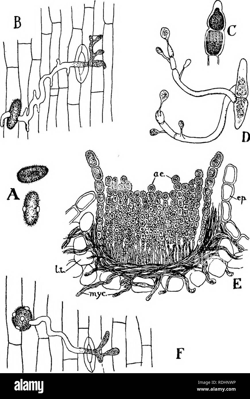 . Elements of plant biology. Plant physiology. LIFE HISTORY OF RUST FUNGI 179. on the surface, and the aggregation of protoplasm in the branched apex. X 475. C, single teleutospore. X 200. D, germination of teleutospore of another rust fungus and formation of sporidia. X 475. E, aecidium cup of another form in vertical section (crossrsection of leaf) ; myc, mycelium of the fungus; is, aecidio- spores; It., leaf tissue; ep., epidermis of leaf. (After De Bary.) X 150. F, germination of secidiospore on a grass leaf, penetration of a stoma by and branching of the germ tube. X 475. (All except E af Stock Photo