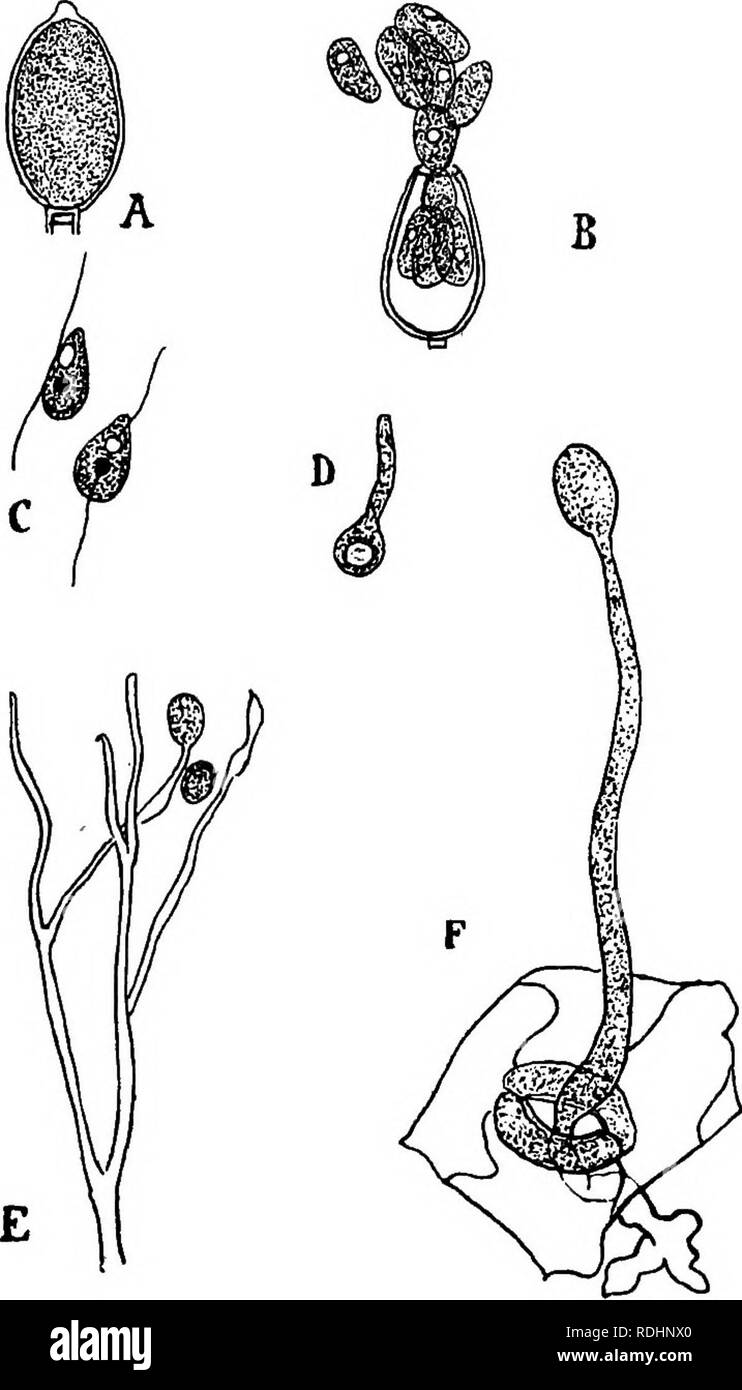 . Elements of plant biology. Plant physiology. POTATO BLIGHT 177 most favourable to the spread of the fungus, for in such conditions the conidia are formed, scattered by the wind, and germinate, with the greatest rapidity.. Fig. 18.—Conidia and zoospores of Potato Blight [Phytophthora infestans). A, conidium cut off from the end of a hypha. X 500. B, conidium evacuating zoospores, x 500. C. two zoospores. x 500. D, zoospore germinating. E, branched conidiophore. The conidia have fallen from the tips of three branches, one is shown free and one still attached. The branch on the right Is just fo Stock Photo