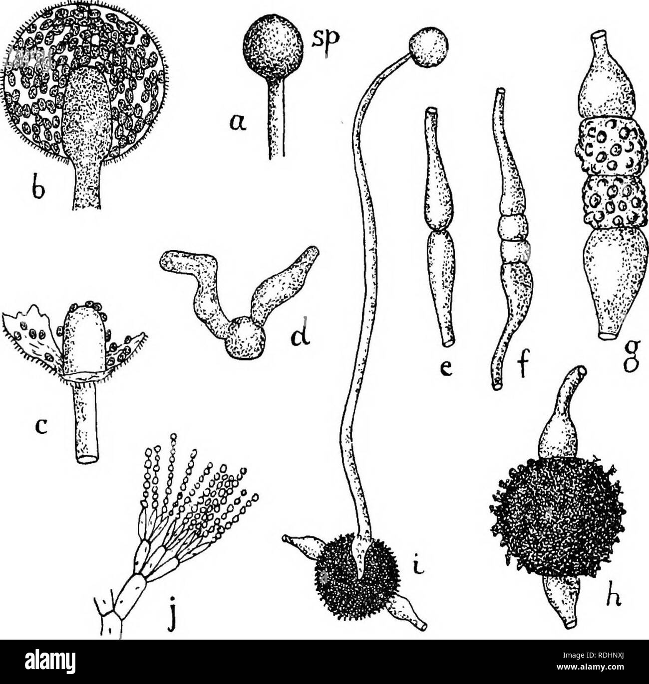 . Elements of plant biology. Plant physiology. PENICILLIUM 165 lightly connected, so that a slight jar or a current of air is sufficient to detach them, and they float off into. Fig. 16.—Reproduction of Mucor. (i) Spore formation (a-H) : a, young sporangium (sp); b, optical section of mature sporangium {col., columella) ; c, remains of sporangium wall after bursting, with a few spores still adhering ; d, germinating spore with two germ tubes. {2) e-h. Conjugation : e, conjugating hyphas in contact; /, separation of tips of conjugating hyphse ; g, later stage; h, mature zygote; i, germination o Stock Photo