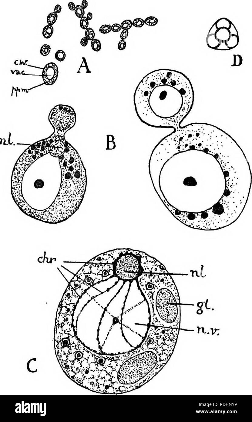 . Elements of plant biology. Plant physiology. STRUCTURE OF YEAST PLANT 129 various substances, may appear in the surrounding cytoplasm (Fig. 14, C). Conditions of Life.—&quot; Wild &quot; yeasts are found in. Fig. 14.—^Yeast plant (Saccharomyces). A, yeast cells budding and forming chains, x 200. c.w., cell wall; ppm., protoplasm; vac, vacuole. B, two cells forming buds. The black granules are volutin, a complex organic substance formed by the yeast cell. C, diagram of the structure of a yeast cell made up from informa- tion about its structure obtained from treating and staining the cell wit Stock Photo
