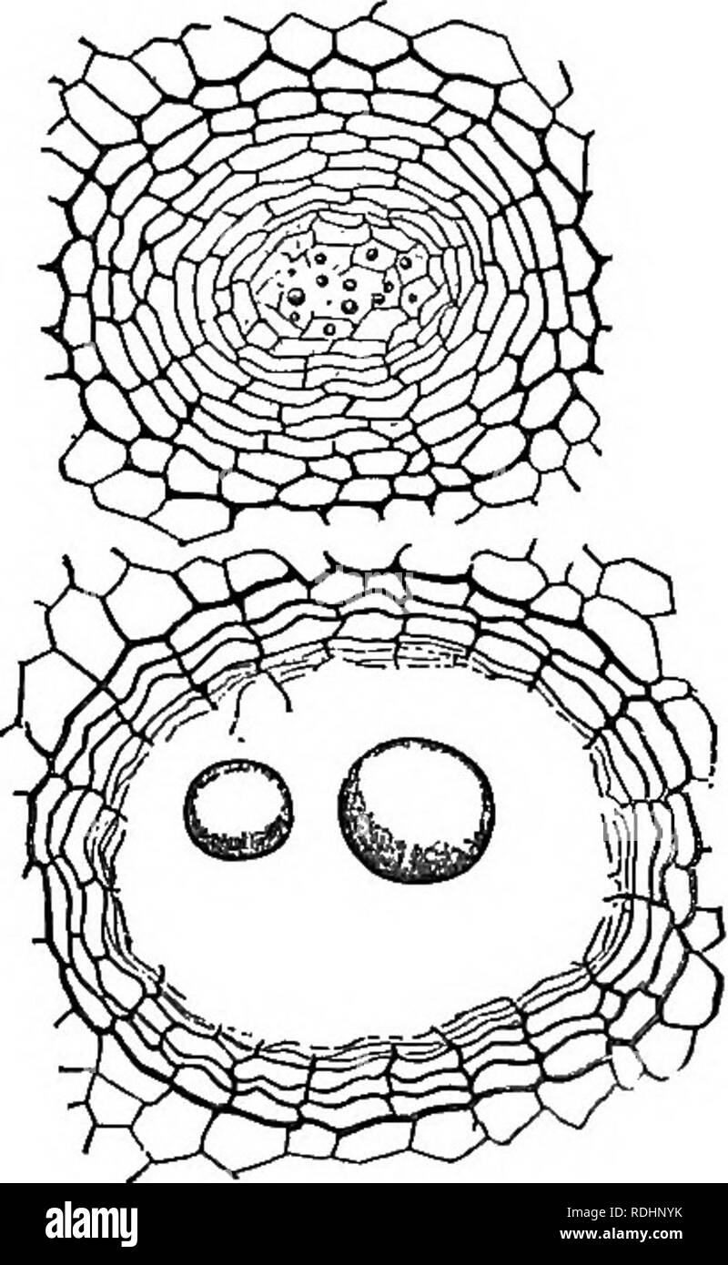 . Outlines of plant life : with special reference to form and function . Botany. Fig. 115. Fig 116. Fig. 115.—Crystals found in plants. I, calcium carbonate; II-IV. calcium oxalate; 11, octahedron with blunt ends; III, compound crystals from the nectary of a mallow ; IV, rt, b, needle crystals (laphides) from leaf of fuchsia. All highly magnified.— After Behrens. Fig. 116.—Section through oil-receptacles in rind of orange. The upper figure shows the structure at the beginning of the disorganization ot the oil-producing cells; the lower, the final condition, with two drops of oil occupying the  Stock Photo