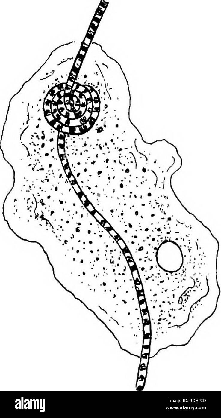 Pseudopodia Stock Photos & Pseudopodia Stock Images Alamy