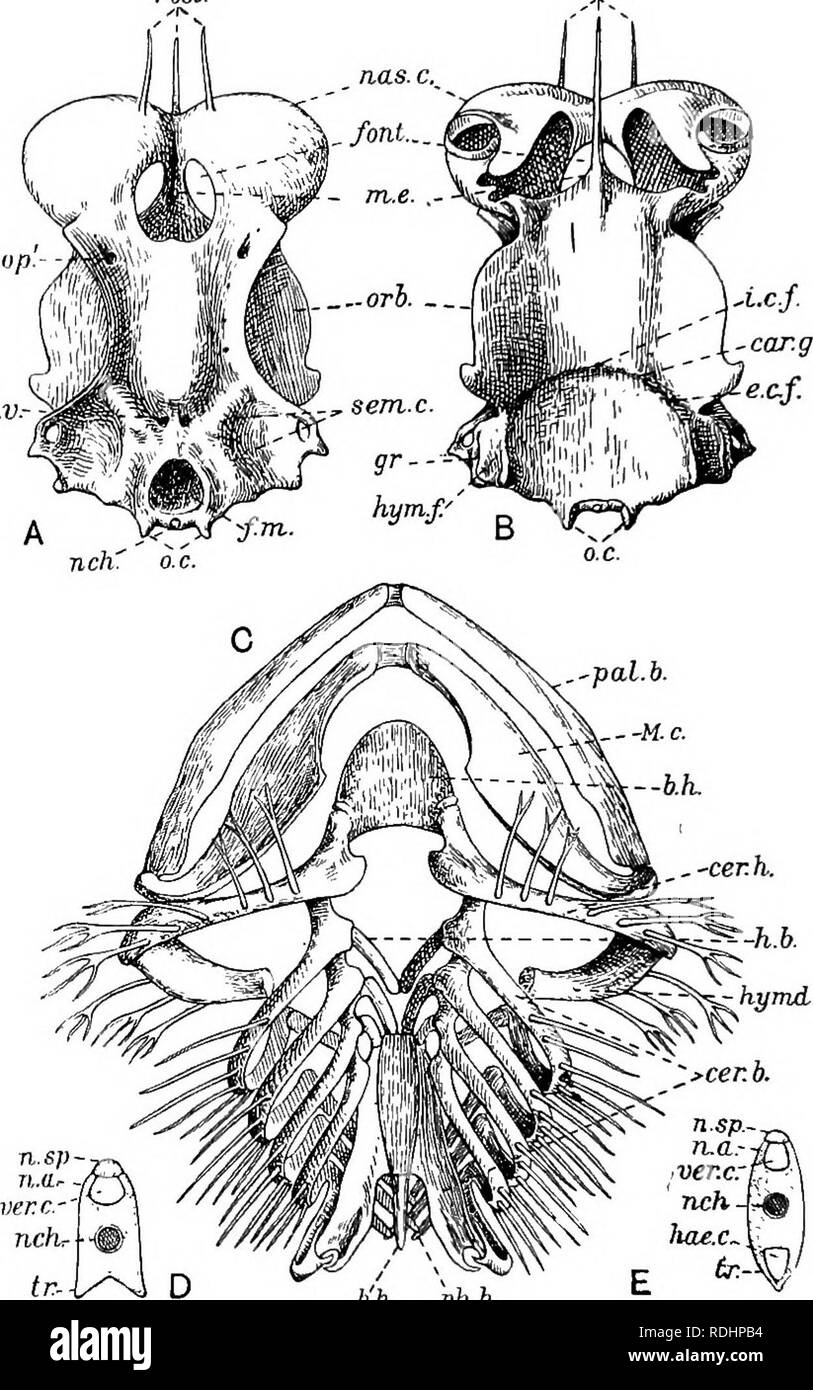 . A manual of elementary zoology . Zoology. b'.b. ph.b. Plate XIX.—Parts of the skeleton of the dogfish. A, The skull, from above; £, the same, from below; C, skeleton of visceral arches, not including the labial or extrabrancbial cartilages ; D, section of a trunk vertebra; Ey section of a tail vertebra. a.v.} Opening of tube from inner ear; b.b.t l&gt;,/t., cer.b., cer.k., e.c.f., gr.t hymd.) M.c. n.a.t n.sp., ttas.c, orb.y oi'.}j&gt;al.b., p/t.b., rosi., tr.y as in Fig. 348 ; car.g., groove for carotid artery; j.m.t foramen magnum Jont., fontanelle; //.&lt;&amp;., hypobranchial cartilage;  Stock Photo