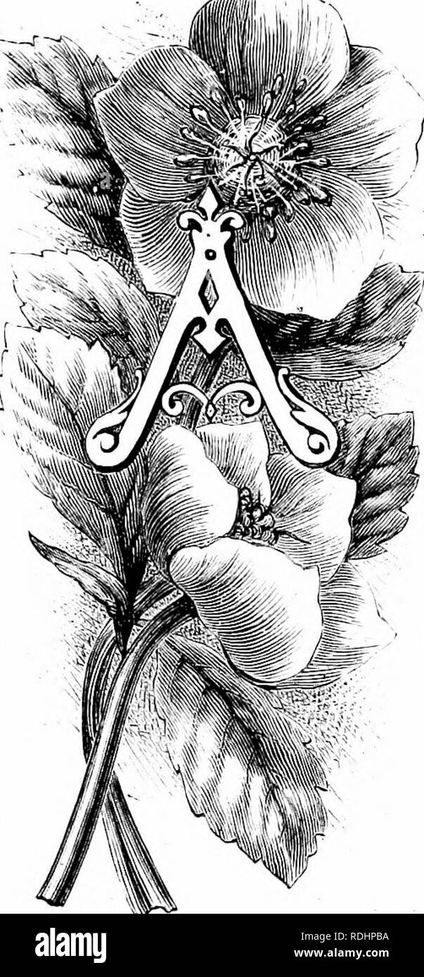 Familiar Garden Flowers Flowers Plants Ornamental Floriculture The Christmas Rose Heilehorus Itiger Mongst The Old Fashioned