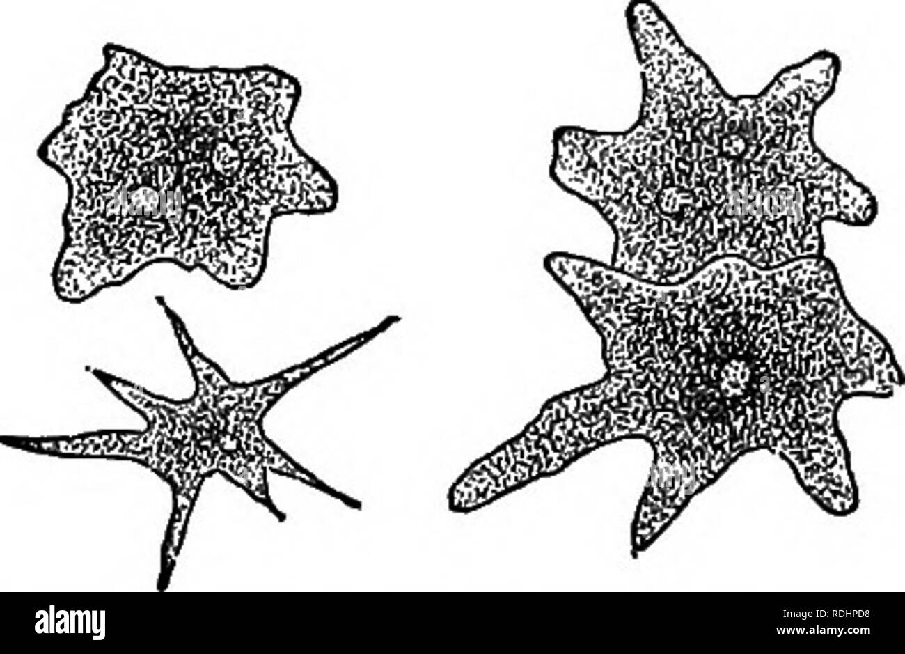 . Outlines of plant life : with special reference to form and function . Botany. Fig. iio.—Plasmodia, creeping bits of nalced protoplasm, sliowing varied shapes as parts are protruded or witlidrawn. Highly magnified,—.4£ter Kerner. 156. Turgor.—If the organism be one surrounded by a cell-wall, or if it be made up of a number of cells united, the cell-wall itself plays a considerable part in maintaining the form. This is due to the condition of the cell known as turgor. When fully mature the cell-wall of each active cell is lined by a more or less thick layer of living protoplasm. In the interi Stock Photo