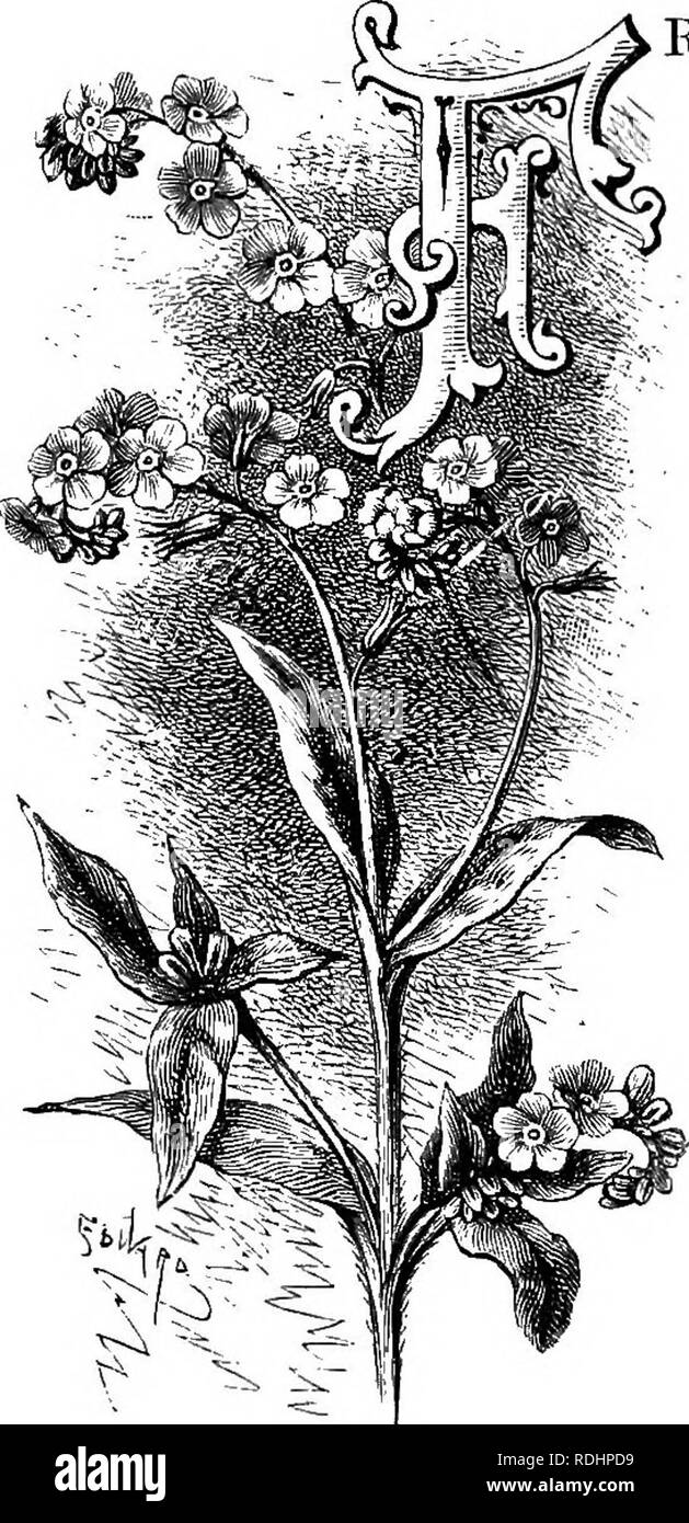 Myosotis Black And White Stock Photos Images Alamy Myosotis Black And White Stock Photos Images Alamy
