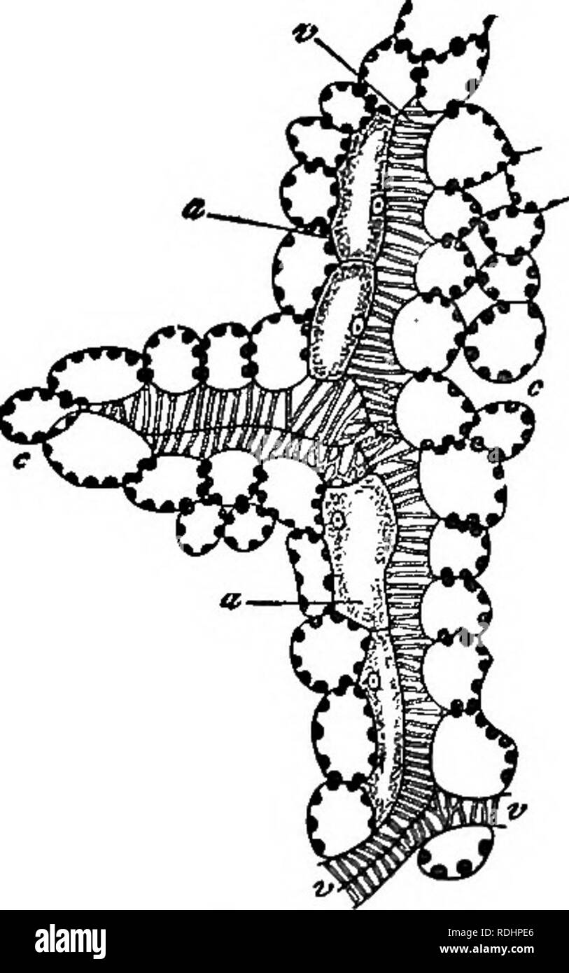 . Outlines of plant life : with special reference to form and function ...