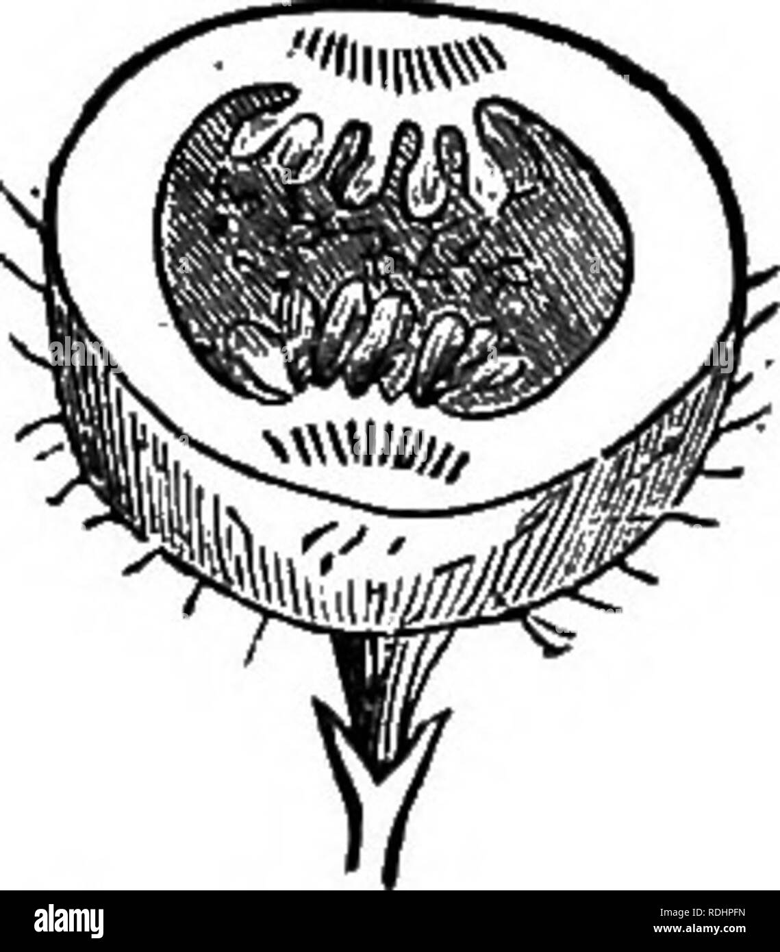 . Botany for academies and colleges: consisting of plant development and structure from seaweed to clematis. Botany; 1889. 144 ACADEMIC BOTANT.. which becomes 1-celled and 1-seeded at maturity. In the Maple (Fig. 205) each fruit has two samarse united at base. In the Ash there is but one to each flower; its long wing gives it the name languette (little tongue, T"r.). In the Ailanthus and the Elm the samara is winged all around. 349. The Utricle, an akaine with an inflated pericarp, as in the Pigweed. 350. The Brazil-nut (Fig. 201) is usually classed as a nut; but it is many-seeded and has Stock Photo