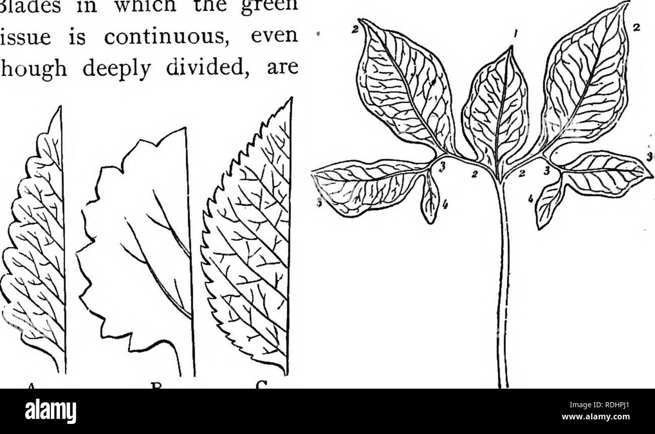 . Outlines of plant life : with special reference to form and function . Botany. 104 OUTLINES OF PLANT LIFE. intervals between the larger ribs, but the blade is made up of a series of independent portions united to a common stalk. Each ultimate branch of the blade is known as a leaflet. Blades in which the green tissue is continuous, even • though deeply divided, are. B Fig. g6. Fig. 97. Fig. g6.—Diagrams ot slight leaf branching. .&lt;4, leaf with crenate edge; 5, leaf with dentate edge; C, leaf with serrate edge. —After Bessey. Fig. 97—Leaf of Amorpko/i/iallus, s^xovrmg sympodial branching.  Stock Photo