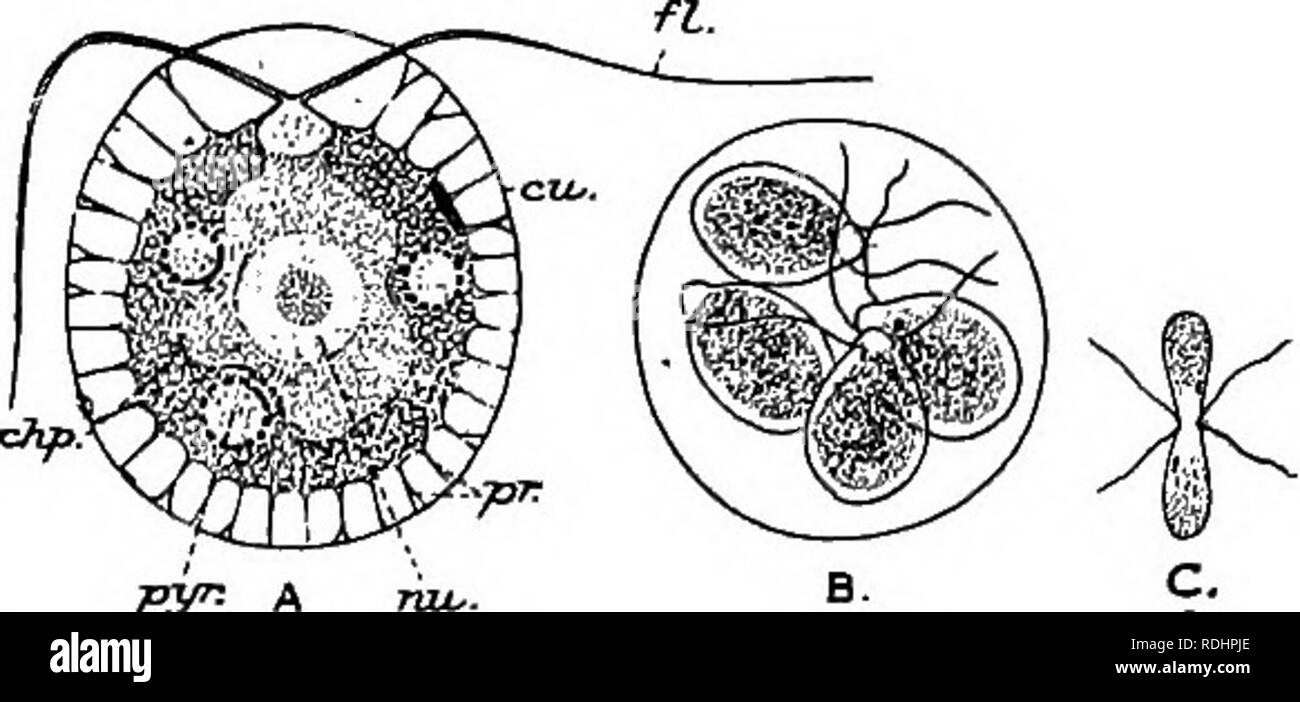 . A manual of elementary zoology . Zoology. Fig. 392. —Euglena viridis. At A A&quot;, Three positions of the body. them to obtain it by the splitting of carbon dioxide. Such organisms are called anaerobic. They obtain their energy by the decomposition of oxygen-bearing molecules of organic substances, as we have seen some parasitic animals to do (p. 309). Thus the minute fungi. Fig. 393.—Hamatococcus ( = Sfharella) pluvialis, a minute, green, flagellate organism, with plant-like (holophytic) nutrition, found in standing rain-water. A, Ordinary phase ; B, products of asexual reproduction which Stock Photo