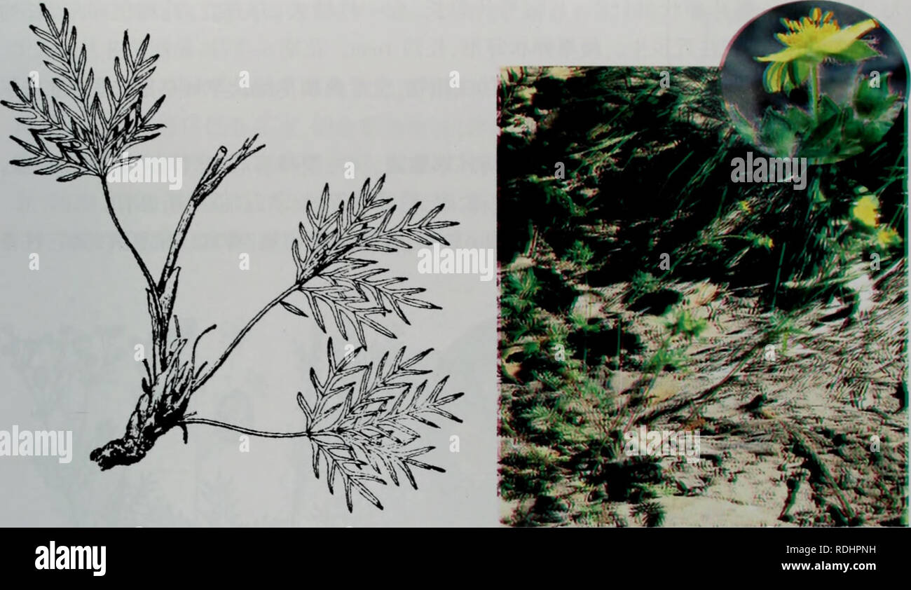 . e er duo si zhi wu zhi. botany. è·èç§. æå¶å¤è£å§éµèæ¤æ ªä¸é¨ æå¶å¤è£å§éµè 13b.ç®çå¤è£å§éµèï¼åç§ï¼ Potentilla multifida L. var. nubigena Woslf å½¢æç¹å¾ä¸æ-£ç§åºå«å¨äºï¼æ¬åç§æ¤æ ªæç®å°ï¼è±èæåæ¥è¿å°é¢ï¼è±è¾å°ï¼åºçå¶ æå°å¶5ï¼è¿å¶æé¿3-4crnï¼å°å¶è£çæ¡å½¢ãè±ææ6-8æã çå¢åå¸æ±ä¸-çæ¤ç©ãçäºé«å±±èç¸ãå±±å¡èå°ãè§äºä¹å®¡æã åå¸äºå èå¤é¡æé-åçãé¿æåçï¼æå½æ²³åãéè¥¿ãçèãéæµ·ãè¥¿èç-çåºï¼ä¼æã ä¿ç½æ¯ä¹æã ç»æµç¨éå¹¼å«©æ¶åç§å®¶çååé£ï¼å±äºä¸-ç-ä¼ºç¨æ¤ç©ã 14.å¤§è¼å§éµè Potentilla conferta Bunge å«åç½æ¯å§éµèãå¤§å¤´å§éµè å½¢æç¹å¾å¤å¹´çèæ¬ï¼é«10-45crnãèç´ç«ææåï¼èãå¶æãæ»è±æ¢å¯è¢«å¹µå±çç½è² é¿ææ¯åç-ææ¯ãåæ°ç¾½ç¶å¤å¶ï¼åºçå¶å^ä¸ Stock Photo