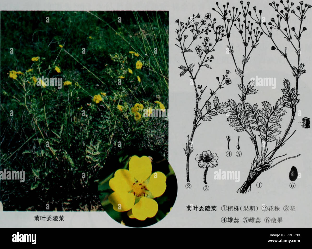 Lommi High Resolution Stock Photography And Images Alamy