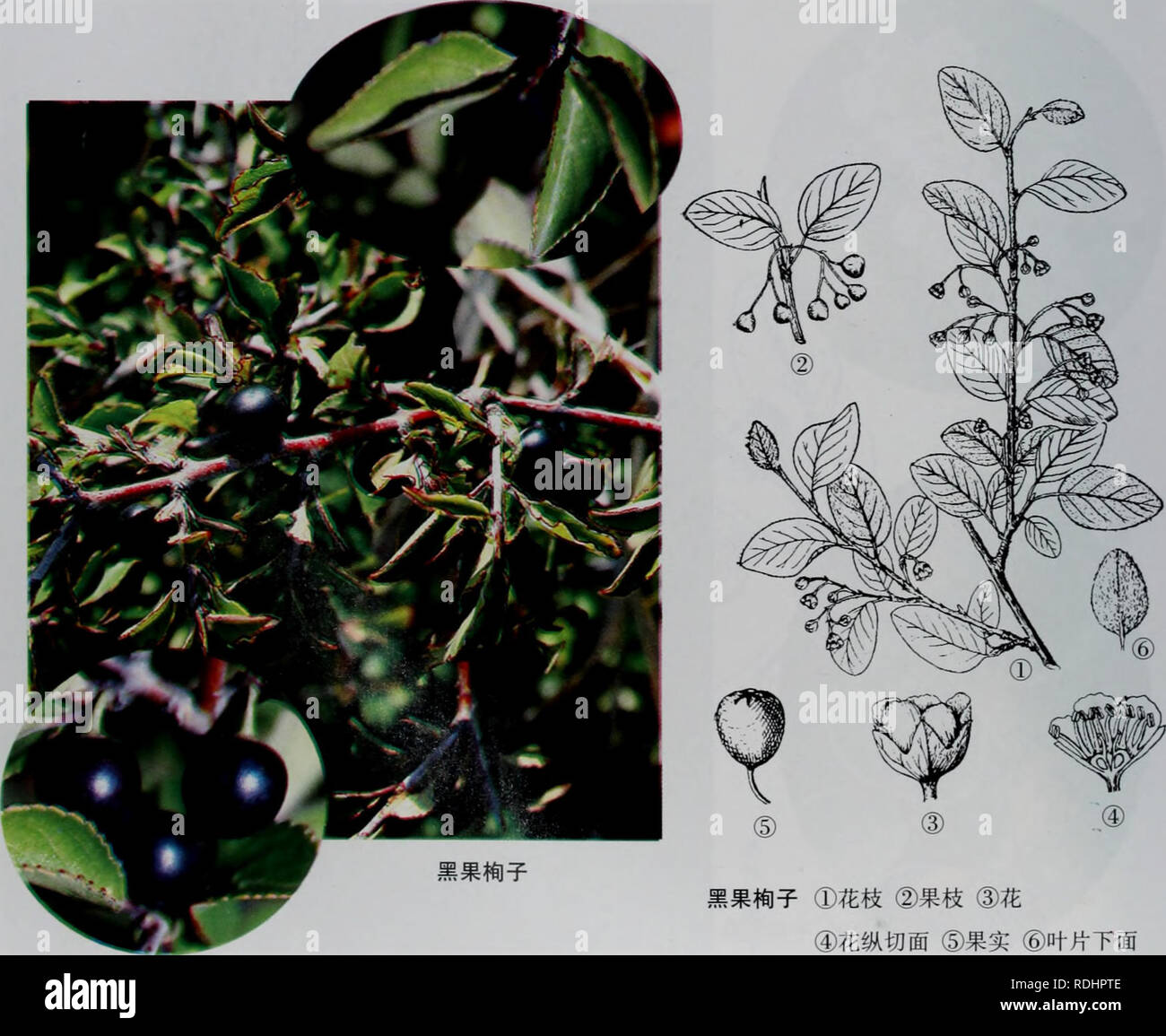 Melanocarpus hi-res stock photography and images - Alamy
