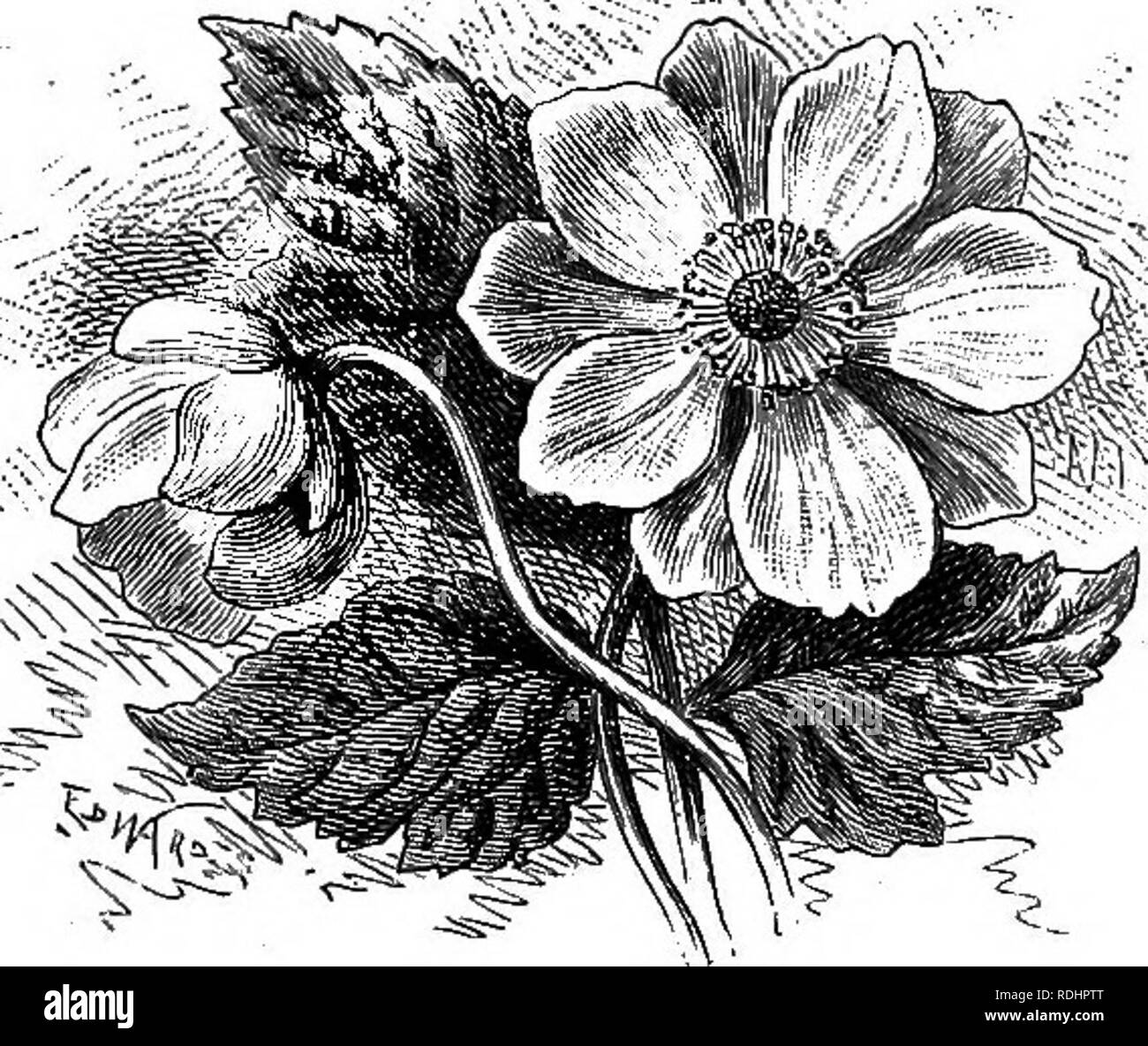 Familiar garden flowers . Flowers; Plants, Ornamental; Floriculture. 16  FAMILIAR GARDEN FLOWERS. the plant does not produce' seeds. However, that is  of small consequence, because to divide the plants is an
