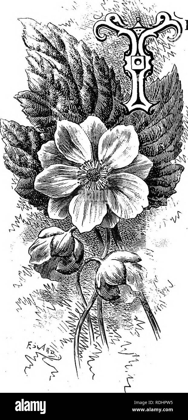 . Familiar garden flowers . Flowers; Plants, Ornamental; Floriculture. JAPANESE ANEMONE. Anemone Japonica. HE white anemone represented in the plate is variously known as the vine-leaved, or Anemone vitifolia, and by a name that brings it nearer to us, as Honorine Johert. It should be under- stood at the outset that it is the white form of Ane- mone Japonica, of which we have a purplish-red form that is regarded as the specific type. As a matter of fact, we know not which of the two should be re- garded as the specific type ; nor does it matter. If we ask the evolutionists to help uSj they wil Stock Photo