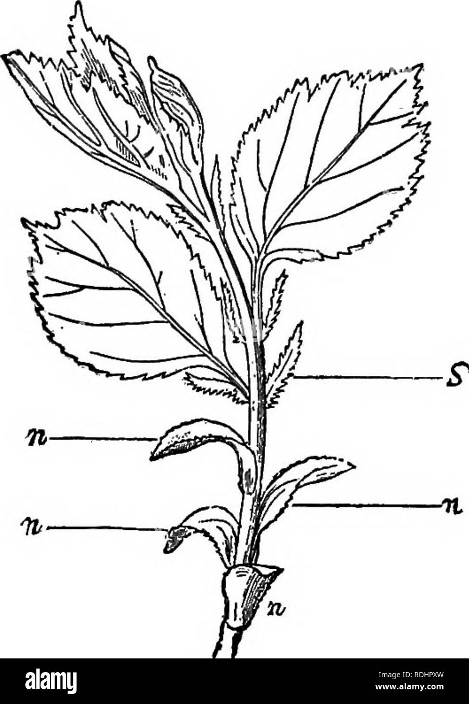 Falling Drawing Reference Wings Outlines Of Plant Life With Special Reference To Form And Function Botany 100 Outlines Op Plant Life Flattened And Leaf Like Ones The Stipules May Remain Attached To The Base https www alamy com outlines of plant life with special reference to form and function botany 100 outlines op plant life flattened and leaf like ones the stipules may remain attached to the base throughout the life of the leaf or may fall away early usually the two are separate but they may be united with the leaf base itself forming wings for it as in roses fig 90 or they may be united with one another so as to form a sort of sheath encircling the stem fig 91 when the leaf base is winged the wings extend downward fig 89a growing shoot of a thorn cratagus punctata leaves developed image232116497 html