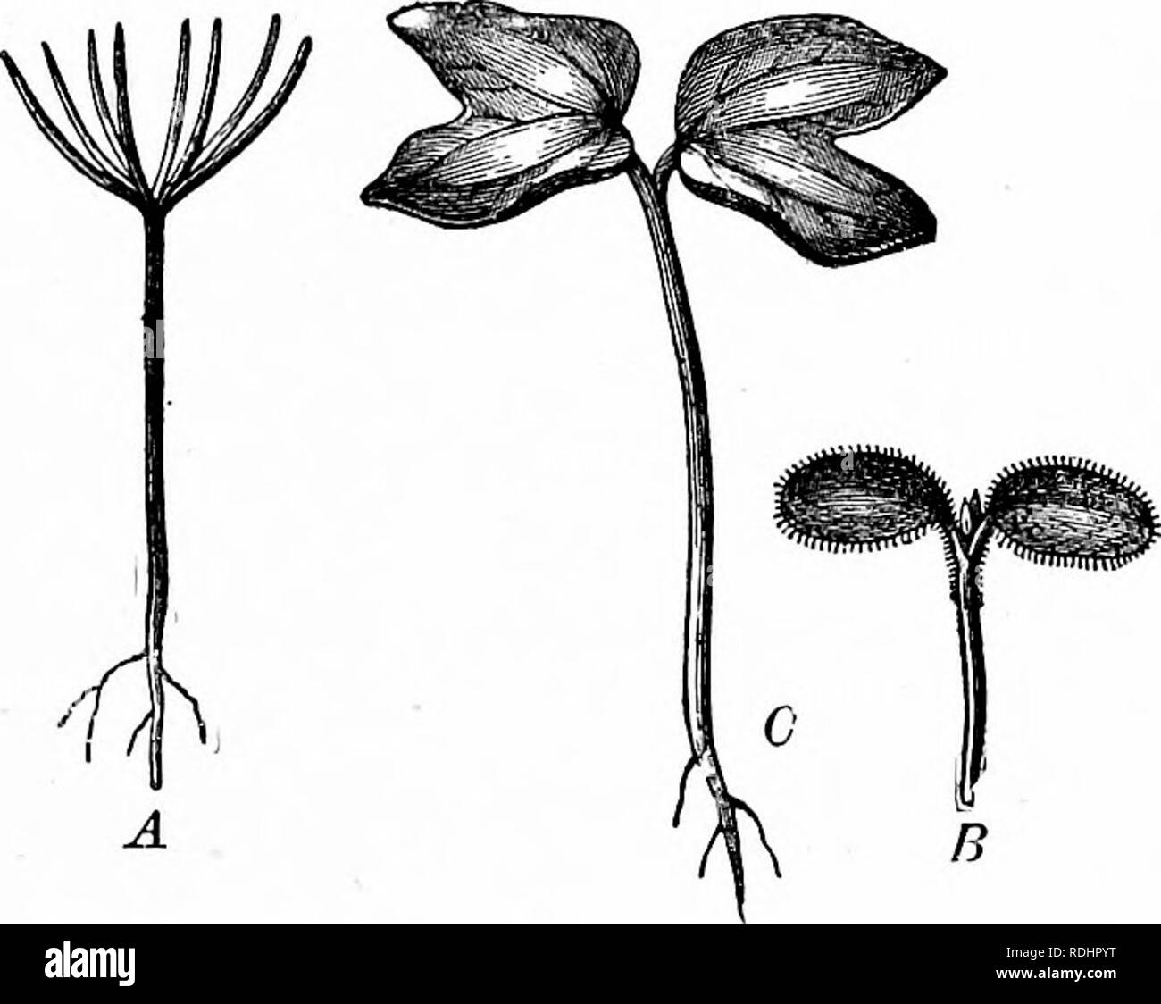 . Outlines of plant life : with special reference to form and function . Botany. THE LEAVES. 97 the apex (fig. 58, '-^'S. 4). These swellings are the rudiments of the leaves, into which they become transformed by further development. Similar swellings appear later just above the leaf rudiments, which are at first not distinguishable from them, except by position (fig. 58, a, b, c). These become the branches. Both leaf .and branch have their origin usually in the outer layers of the shoot, and can only be distinguished l. Fig. 86. Fig. 85.—a seedling of wheat, with grain still attached, cut t Stock Photo