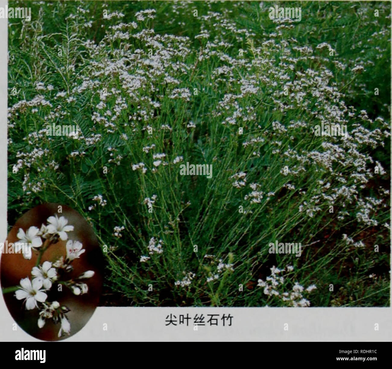 Bookleafnumber231 High Resolution Stock Photography And Images Alamy