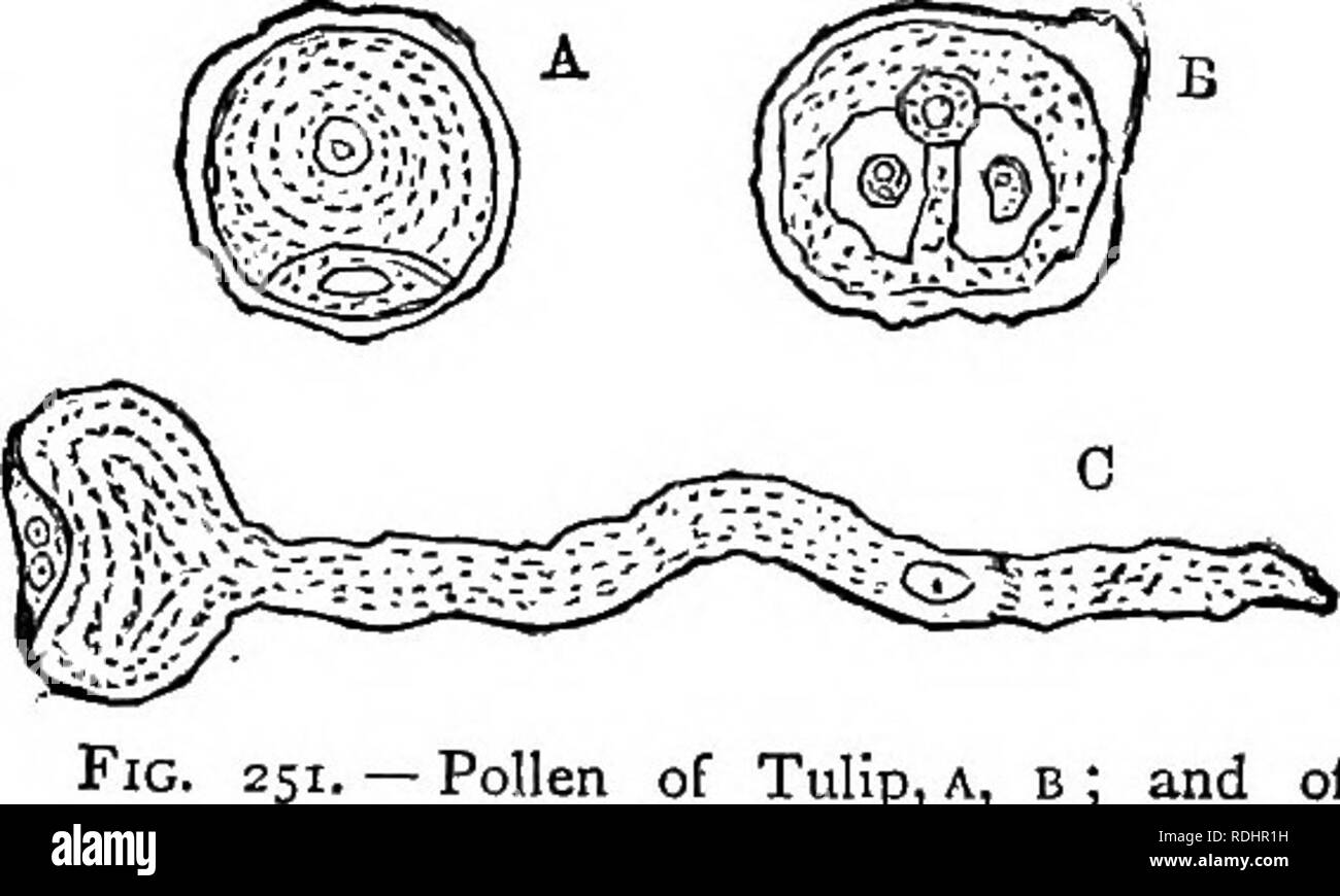 . Elementary botany : theoretical and practical. A text-book designed primarily for students of science classes connected with the science and art department of the committee of council on education . Botany. Fig. 24g. —Fertilisation of Cnpressus sent- pervirens (ConiferEe). I. A pollen grain with its two cells : a^ extine ; b^ intine. II. Pollen grain in which the pollen-tube, Ct has been formed. Fig. 250.— Fertilisation of Abies excelsa.: p, pollen grains ; ps, pollen-tubes ; &lt;:, two corpuscules in the embryo-sac, e. or neck leading into the lower cell, which enlarges, forming the oospher Stock Photo