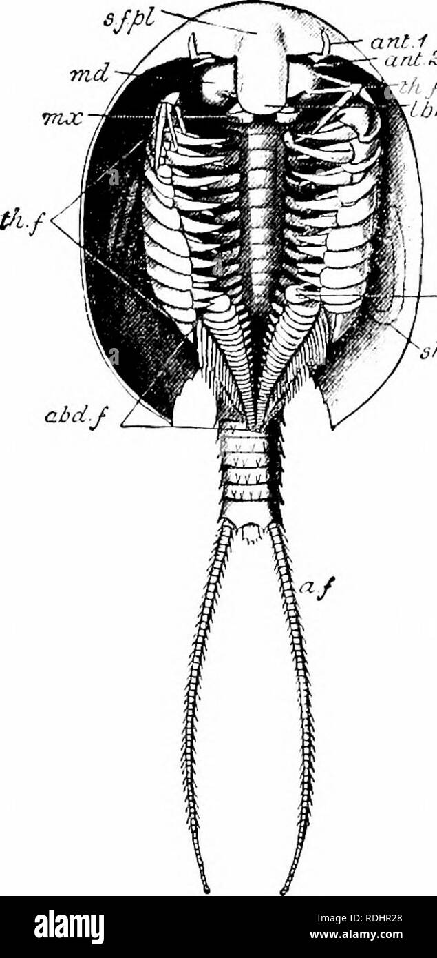 . Elements of zoology, to accompany the field and laboratory study of ...