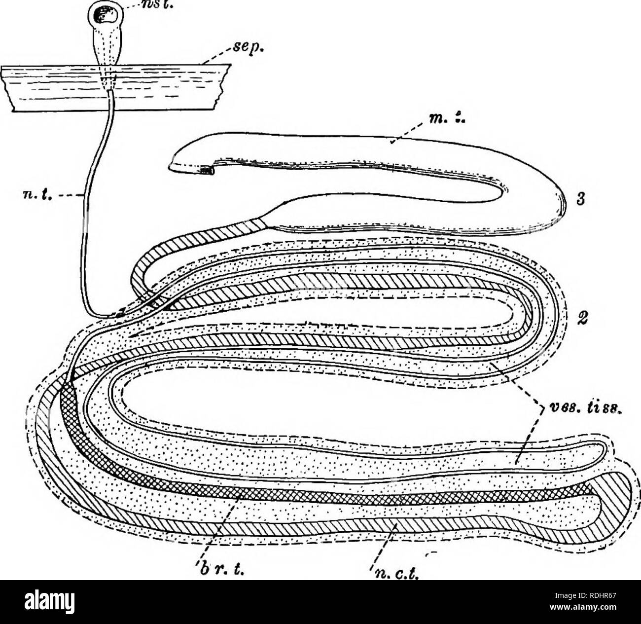 . A manual of elementary zoology . Zoology. ANNELIDA .- THE EARTHWORM, NEREIS ±1$ and lying end to end. The cilia set up a current which sweeps in and carries off the excretory granules formed by the yellow cells, together with substances taken from the blood and excreted by the walls of the tubes. Some of these, in the form of granules, colour the brown part of the tube. Earthworms have no special respiratory organs, but an inter-. FlG. 142.—A diagram of a nephridium of the earthworm. br.t.. Brown, ciliated tube; m.t., muscular tube; n.c.t., glandular, non-ciliated tube; n.t., narrow tube, ci Stock Photo