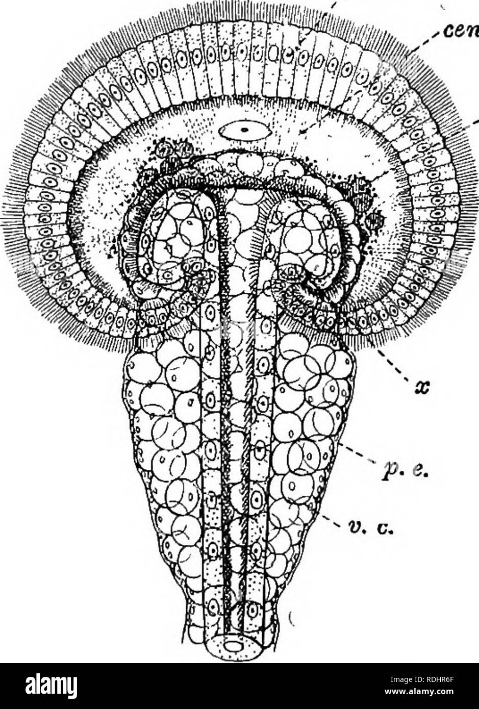 . A manual of elementary zoology . Zoology. 224 MANUAL OF ELEMENTARY ZOOLOGY nephrostome consists of a large crescentic central cell with a rim of marginal cells around it arranged so as to surround a crescentic, funnel-shaped opening, turned to one side. The funnel is ciliated, and from it there leads backwards a narrow ciliated tube. This passes through the septum to the main part of the nephridium, which lies behind the. deb. p.e B Fig. 141.—The nephrostome or funnel of a nephridium of the earth- worm. A, in surface view, highly magnified; B, in longitudinal section, diagrammatic. cen.c, Ce Stock Photo