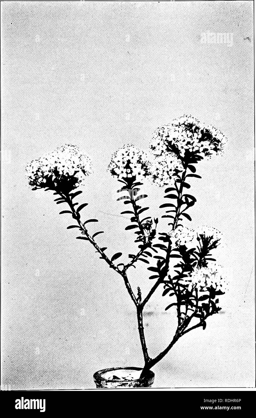 . Our northern shrubs and how to identify them : a handbook for the nature-lover . Shrubs. SAND MYRTLE. Sand Myrtle, Dendrinm buxifolium. Leaves %' to %' ions;.. Please note that these images are extracted from scanned page images that may have been digitally enhanced for readability - coloration and appearance of these illustrations may not perfectly resemble the original work.. Keeler, Harriet L. (Harriet Louise), 1846-1921. New York : Charles Scribner's Sons Stock Photo
