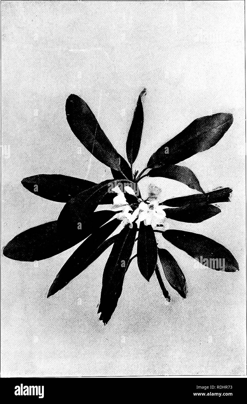 . Our northern shrubs and how to identify them : a handbook for the nature-lover . Shrubs. GREAT LAUREL. Great Laurel, Rhododendron maximum. Leaves 47 to 7' long.. Please note that these images are extracted from scanned page images that may have been digitally enhanced for readability - coloration and appearance of these illustrations may not perfectly resemble the original work.. Keeler, Harriet L. (Harriet Louise), 1846-1921. New York : Charles Scribner's Sons Stock Photo