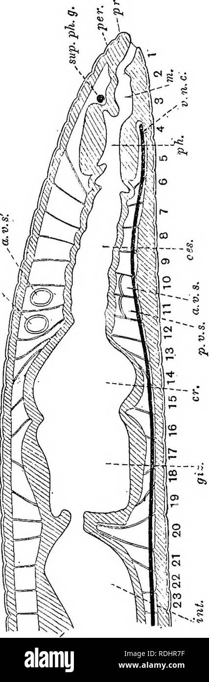 . A manual of elementary zoology . Zoology. ANNELIDA : THE EARTHWORM, NEREIS 219 consisting of unstriped fibres running around the body, and below this again lies a much thicker longitudinal layer of muscle, composed of similar fibres running along the body and placed in rows which stand at right angles to the surface, supported by connective tissue. Within the longitudinal muscle is the ccelomic epithelium, which is here a layer of pavement cells lining the body cavity. The alimentary canal is Out. straight. It be- gins with a short, wide, thin-walled mouth or buccal cavity in the first three Stock Photo