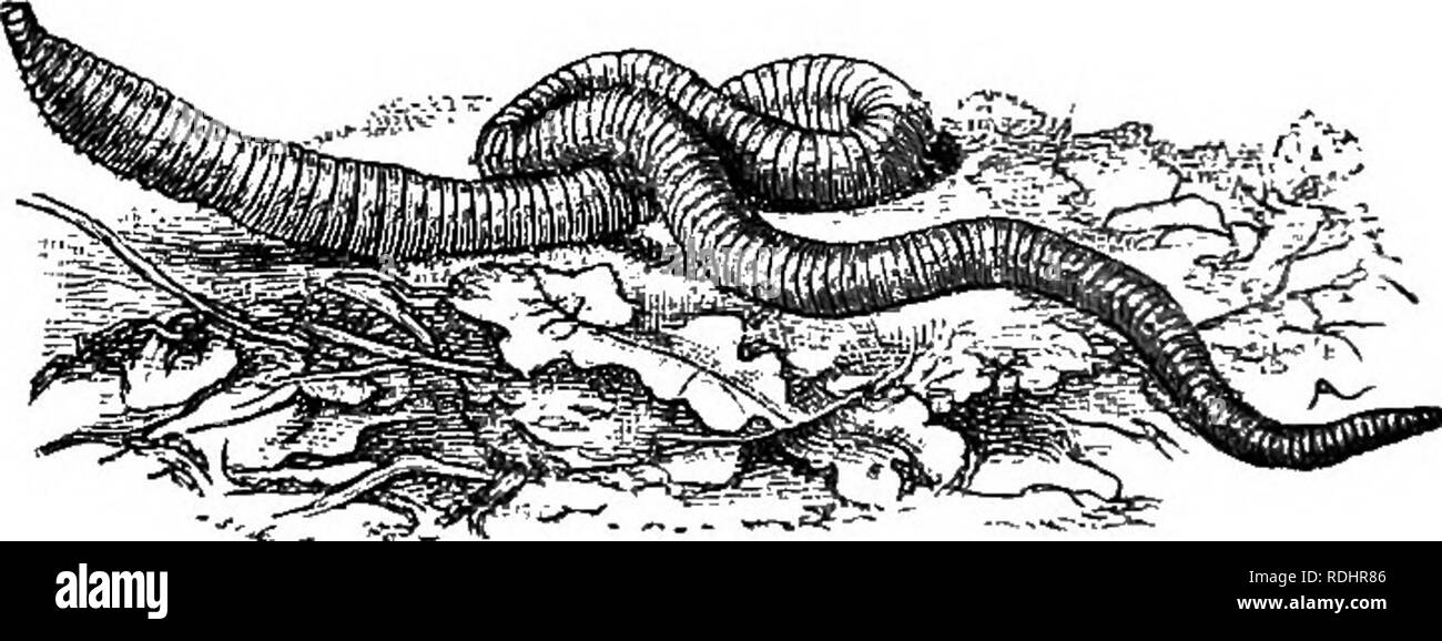 . A manual of elementary zoology . Zoology. CHAPTER XIV THE EARTHWORM, NEREIS, AND THE LEECH. ANNELIDA Almost everywhere in England earthworms are found. They live usually in the upper layers of the soil in burrows, which they make partly by boring with the pointed front ends of their bodies, partly by swallowing the earth in front and passing it out behind, in which case the earth which is passed out forms the well- known &quot; worm casts.&quot; The sides of the burrow are lined with a slime secreted by unicellular glands in the skin, and if the opening be not protected by a worm cast it is  Stock Photo