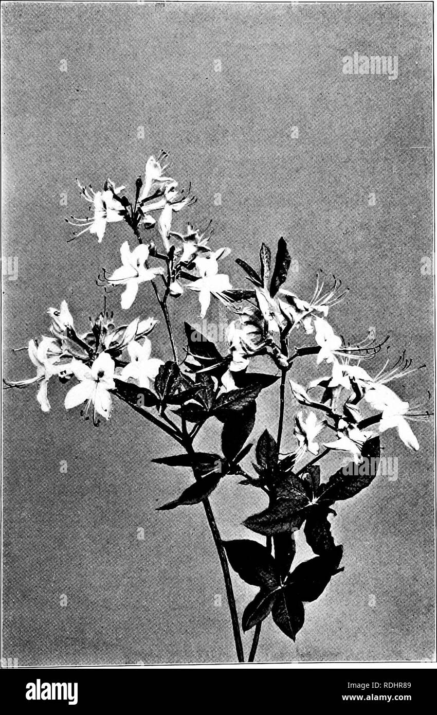 . Our northern shrubs and how to identify them : a handbook for the nature-lover . Shrubs. MOUNTAIN AZALEA. Mountain Azalea, A{alea canescens. Isvms i'A' to 3'long.. Please note that these images are extracted from scanned page images that may have been digitally enhanced for readability - coloration and appearance of these illustrations may not perfectly resemble the original work.. Keeler, Harriet L. (Harriet Louise), 1846-1921. New York : Charles Scribner's Sons Stock Photo