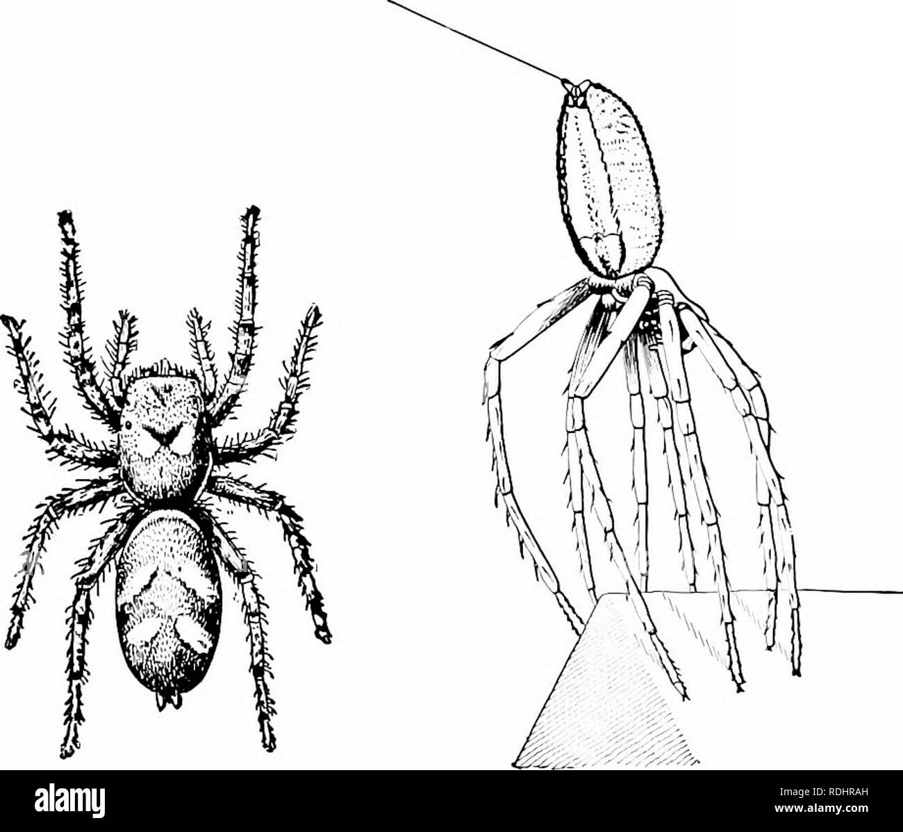 Elements of zoology, to accompany the field and laboratory study of animals.  Zoology. 116 ZOOLOGY The scorpions (Fig. 119) and their alhes are more  primitive than the spiders, since their bodies