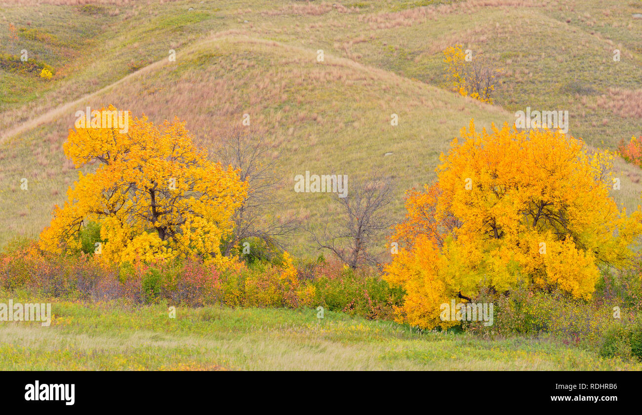 Autumn foliage on the slopes of the Qu'Appelle River Valley, Qu'Appelle ...
