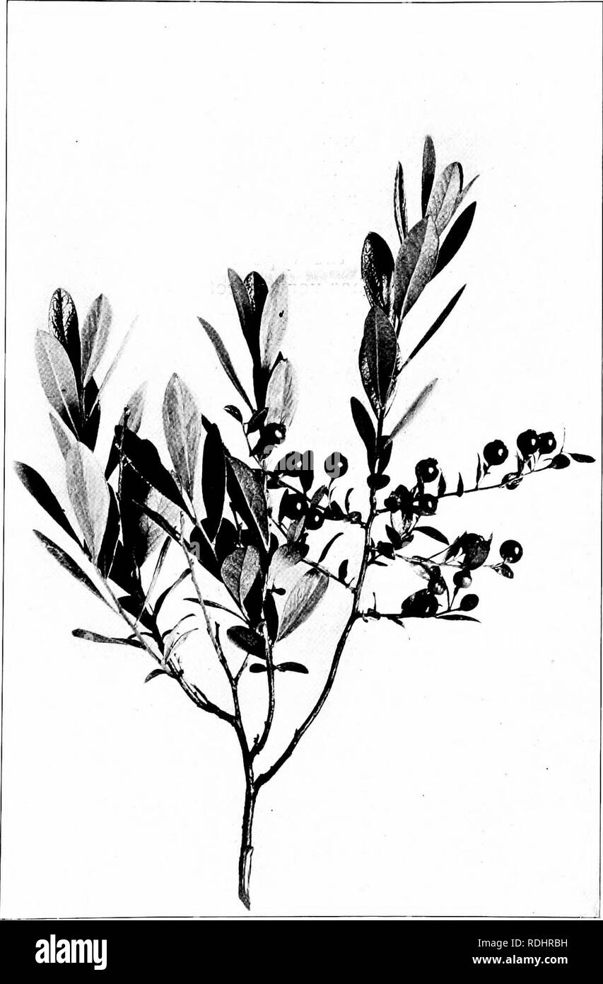 . Our northern shrubs and how to identify them : a handbook for the nature-lover . Shrubs. DWARF HUCKLEBERRY. Dwarf Huckleberry, Gaylussacia clnmosa. Leaves ]' to iy2' long. Fruit y to W in diameter.. Please note that these images are extracted from scanned page images that may have been digitally enhanced for readability - coloration and appearance of these illustrations may not perfectly resemble the original work.. Keeler, Harriet L. (Harriet Louise), 1846-1921. New York : Charles Scribner's Sons Stock Photo