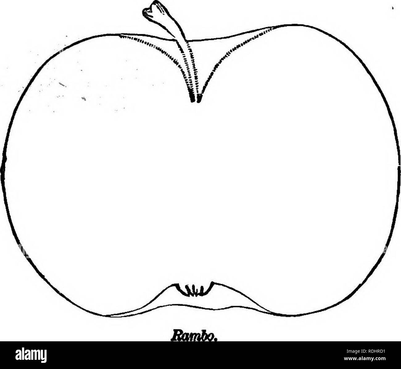 . The fruits and fruit trees of America : or, The culture, propagation and management, in the garden and orchard, of fruit trees generally, with descriptions of all the finest varieties of fruit, native and foreign, cultivated in this country . Fruit-culture; Fruit. 96 THE APPLE. blush next the sun. Calyx set in a narrow and deep basin Stalk rather slender, not three fourths of an inch long. Flesh fine grained, and abounding with juice of a sprightly agreeable flavour. Bipens in September, and deserves general cultivation. Peyob's Eed Pitzer HiU. BigHilL . Origin unknown. Tree upright, not ver Stock Photo