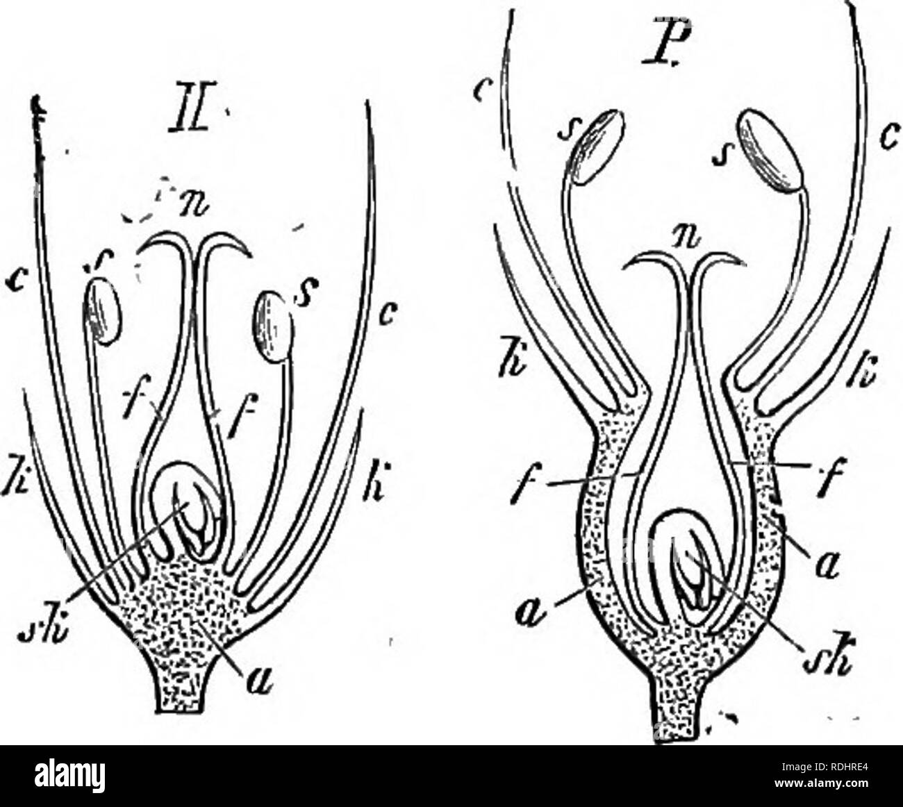 The ovary is superior Cut Out Stock Images & Pictures Alamy