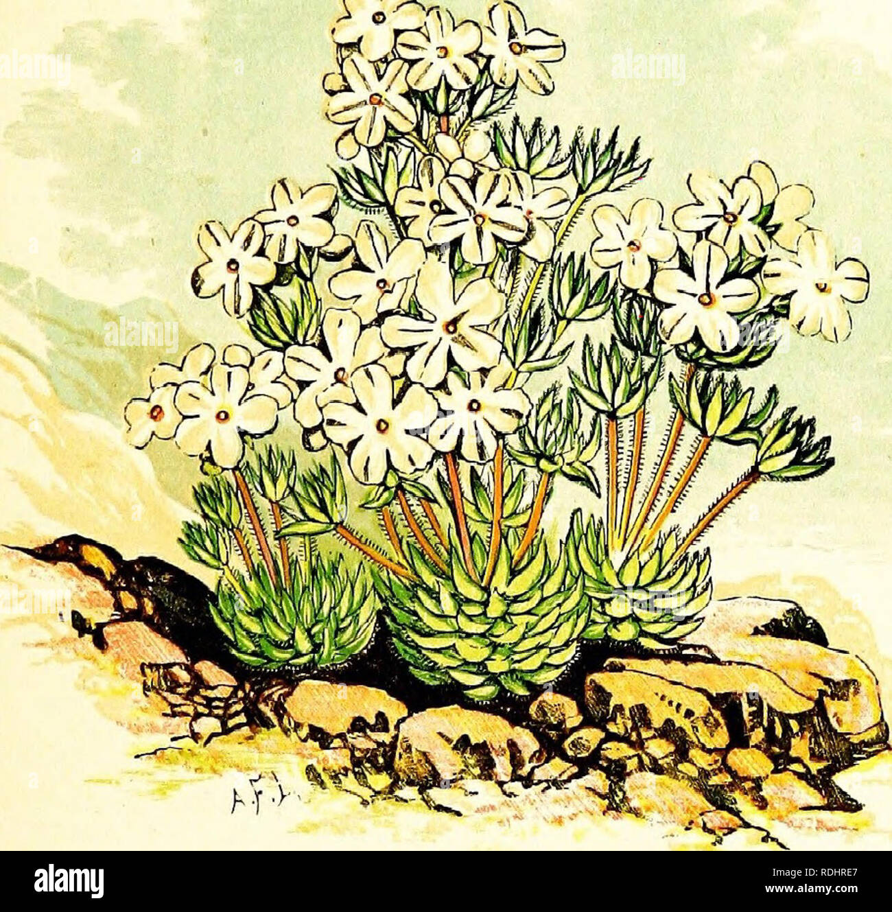 . The flora of the Alps; being a description of all the species of flowering plants indigenous to Switzerland; and of the Alpine species of the adjacent mountain districts of France, Italy, &amp; Austria including the Pyrenees. Botany. fi. LXX.—ANDROSACE VILLOSA.. Please note that these images are extracted from scanned page images that may have been digitally enhanced for readability - coloration and appearance of these illustrations may not perfectly resemble the original work.. Bennett, Alfred W. (Alfred William), 1833-1902. London, J. C. Nimmo Stock Photo
