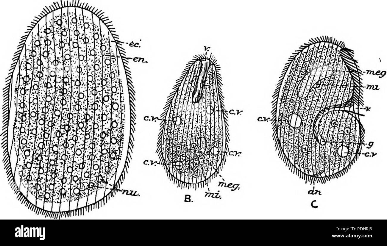 . A manual of elementary zoology . Zoology. THE PROTOZOA AS PARASITES OF MAN 159 the hollow side, an undulating membrane, one contractile vacuole in the hinder part of the body, and a remarkable permanent anus, lined with ectoplasm, at the hind end. The related N. faba has been found in the intestine of a man suffering from dysentery, but it is doubtful whether it was the cause of the disease. More numerous and conspicuous than either of these is Opalina ranarum, a flat, oval, pale-straw-coloured ciliate of very large size (i mm. long), uniformly covered with equal cilia, and without mouth, pe Stock Photo