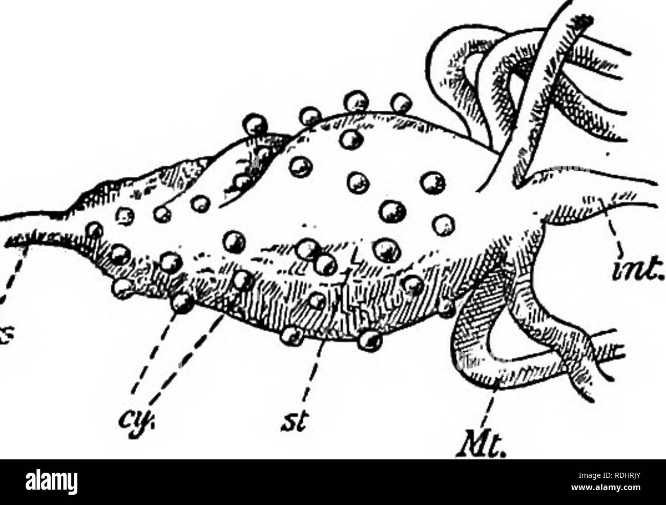 . A manual of elementary zoology . Zoology. THE PROTOZOA AS PARASITES OF MAN 155 It is known as the sporont on account of its further history, which is as follows. Through its thin cyst-wall the parasite continues to absorb nutriment, and grows in size, bulging out the wall of the stomach into the body cavity so as to form a kind of blister. As it grows, its nucleus multiplies by binary fission and cyto- plasm becomes concentrated round each nucleus to form a body known as a sporoblast. Now the nucleus of each sporoblast divides repeatedly and the surface of the body grows out into slender pro Stock Photo
