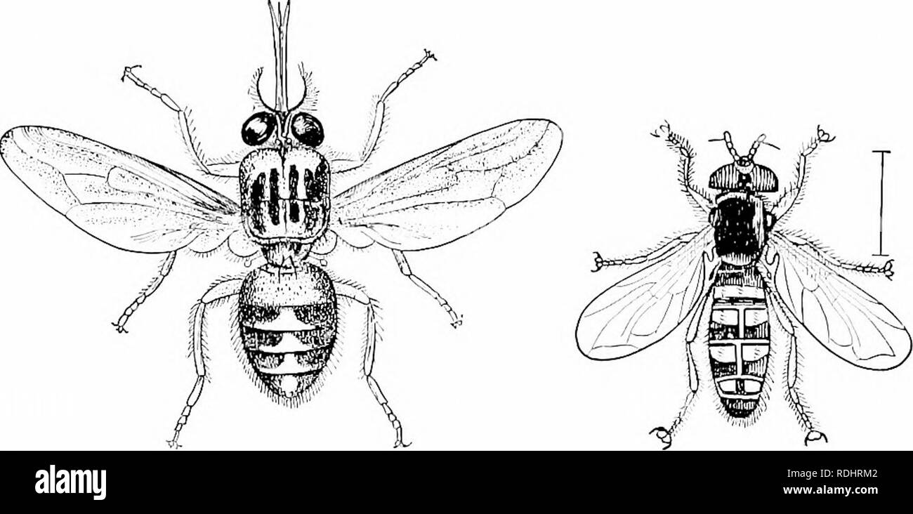 . Elements of zoology, to accompany the field and laboratory study of animals. Zoology. TUK FLY 81 fly is so dangerous that horses and dogs cannot penetrate the region infested by it. Even herds of cattle may Ije Idlled by tliis fly. Consequently travellers have been hindered in penetrating into this country, and the opening up of tropical Africa to agriculture and commerce has been much interfered with. The injurious effect of the bite of this fly is due to a. Fig. S4. — Glossina inorisfa/is, the tsetse-fly. From the &quot;Standard Natural History.&quot; Fig. S4 f. — Syrphus From Packard. par Stock Photo