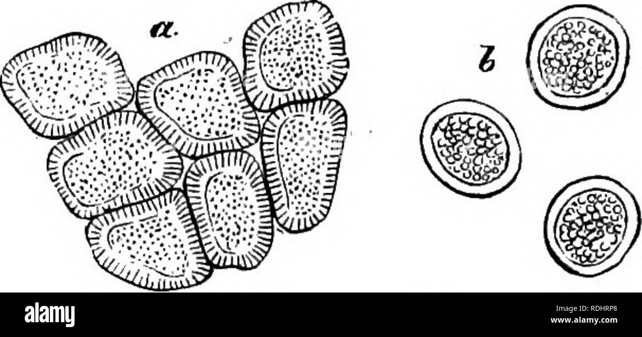 . Fungi; their nature and uses. Fungi. Fig. 107.—Cells and pseudospores of JEcidium berberidis. Montagne has, however, described a Puccinia berberidis on leaves of Berberis glauca from Chili, which grows in company. Fig. 108.—Cells and pseudospores of Xeidium graveolens. with Mcidium, berberidis. This at first sight seems to contradict the above conclusions; but the Mcidium which from the same disc produces the puccinoid resting spores, appears to be dif- ferent from the European species, inasmuch as the cells of the wall of the sporangium are twice as large, and the spores de- cidedly of grea Stock Photo