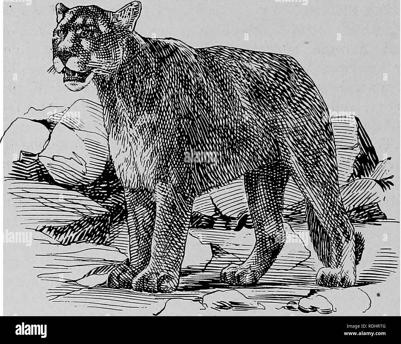 . The fur traders and fur bearing animals. Fur trade; Fur-bearing animals. 142 Caknivoea Fissipedia. PUMA. The Puma, sometimes erroneously called the panther, IS also known as the American lion. Its principal habitat is in Central and South America, but it is also found in some parts of the North American Continent, at one time being quite common in New York State. The Puma is a powerful animal from four to five feet long; and its bushy black-tipped tail is nearly as long as the body. It is capable of making great leaps—a spring of twenty feet not being uncommon. The general color of the body  Stock Photo
