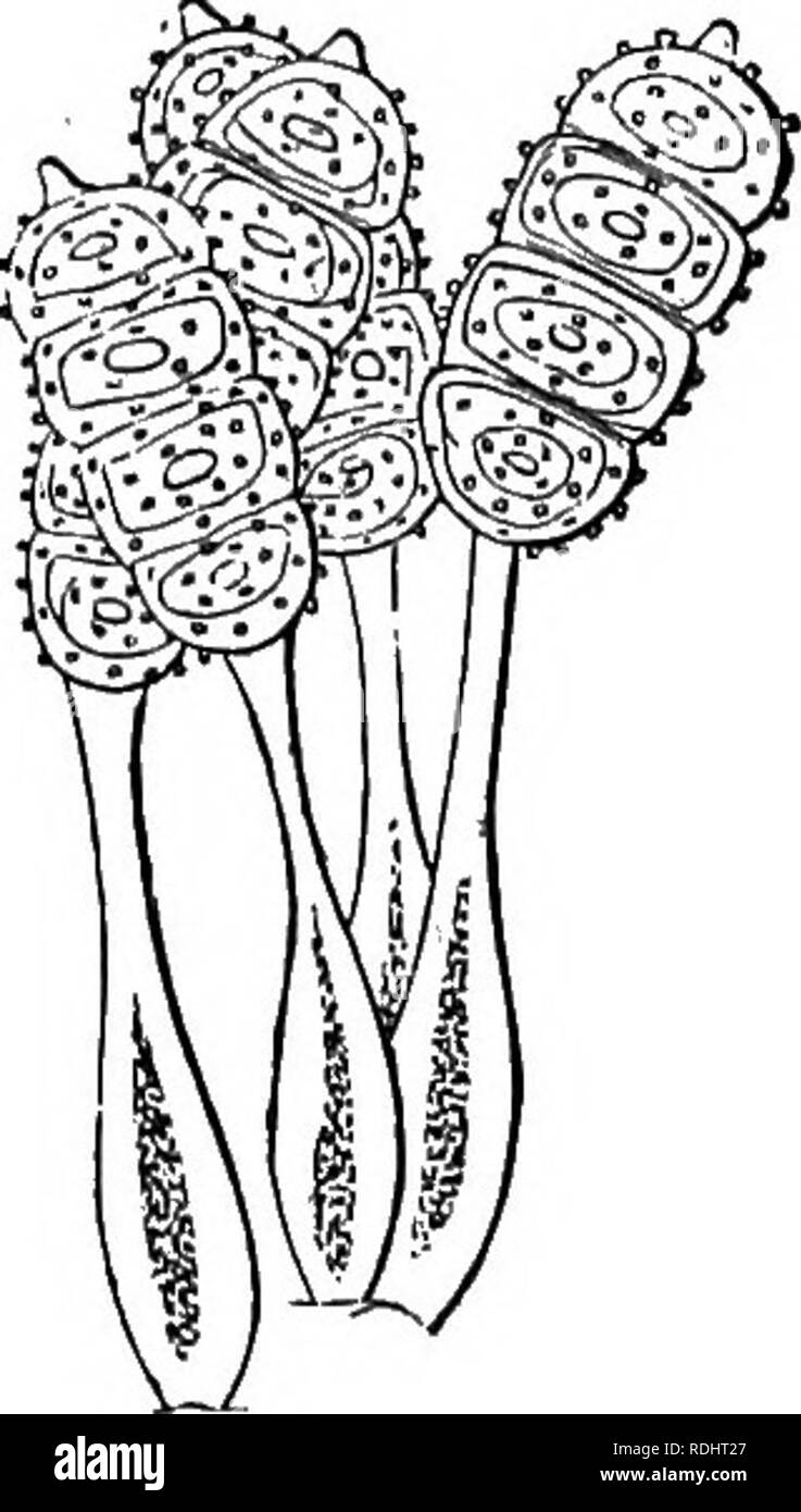 . Fungi; their nature and uses. Fungi. Fig. 58.— Pseudospores of Thecaphora hyalina. Fio. 59.—Pseudospores of Puccinia. Fig. 60.—Pseudospores of Triphragmium. In the Puccinicsi the distinctive features of the genera are based upon the more or less complex nature of the pseudospores, which. Fio. 61.—Pseudospores of Phragmidium bulbosum. Fig. 62.—Melampsora salicina. (Winter fruit.) are bilocular in Puccinia, trilocular in Triphragmium, multilocular in Phragmidium, &amp;c. In the curious genus Podisoma the septate. Please note that these images are extracted from scanned page images that may hav Stock Photo