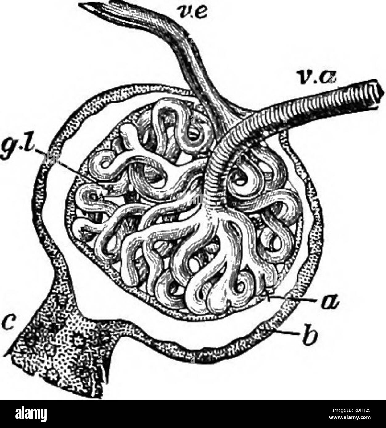 . A text-book in general physiology and anatomy. Physiology, Comparative; Anatomy. 370 EXCRETIOIT The entire length of the tube, its branches and capsules, is lined with epithelial gland cells. The relation of these parts is shown in Figure 172. Into each capsule enters a tiny branch of the renal artery and there brealcs up into a twisted knot of capillaries called a glomerulus which. Fig. 171 — A Malpigbian capsule; V. a, small branch of renal artery breaking up in the glom- erulus (f/./) into capillaries, which in turn unite into the renal vein (I'.e); -:, tubule; «, epithelium over the glom Stock Photo